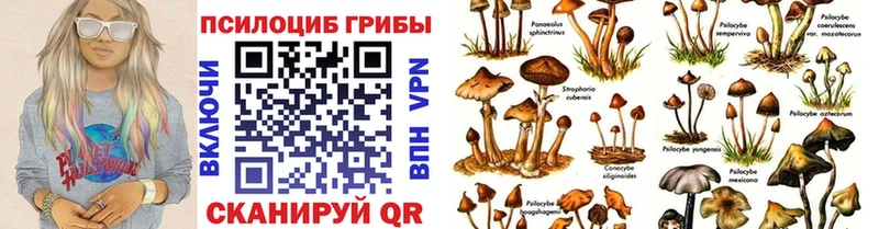 купить наркоту  Владивосток  Галлюциногенные грибы Cubensis 
